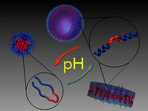 Morphology Transitions in Peptide Triblock Copolymers